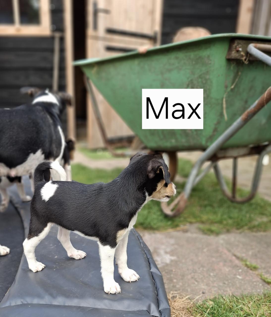 Boerenfox pups
