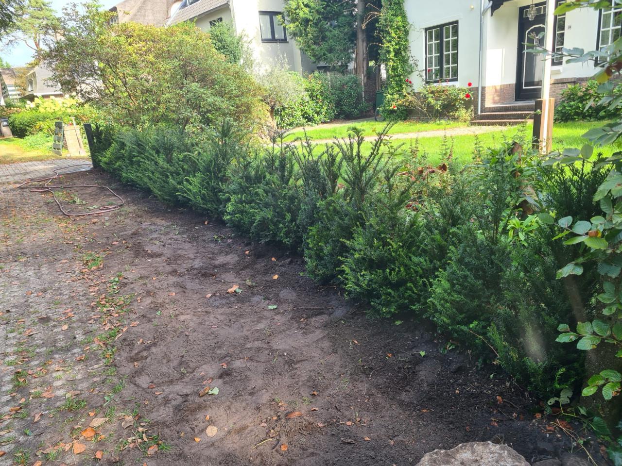 Taxus Baccata haagplanten in alle maten leverbaar