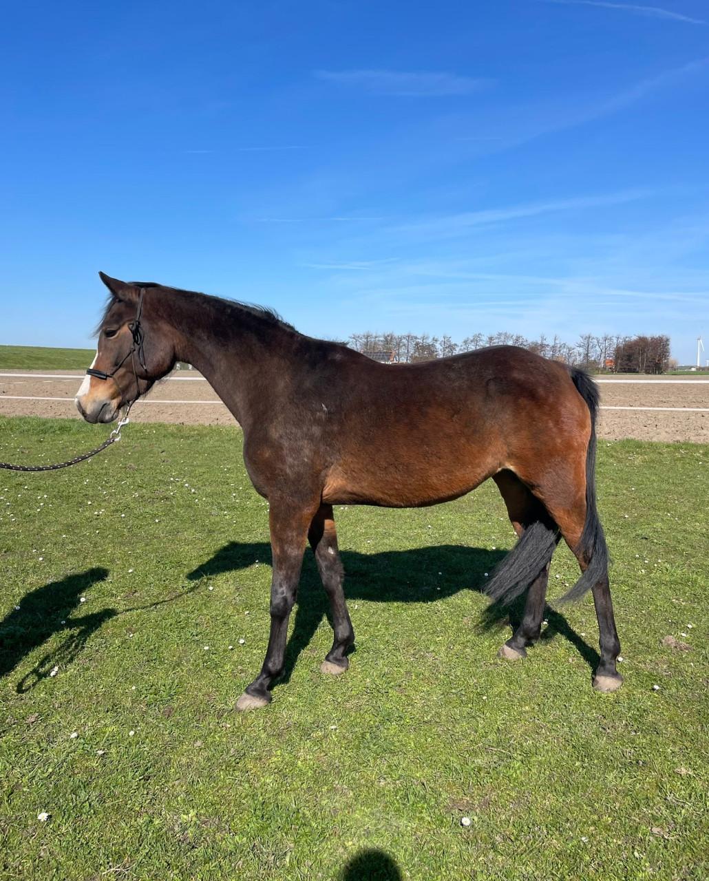 Lieve Welsh pony merrie 9 jaar 1.48 met stamboom