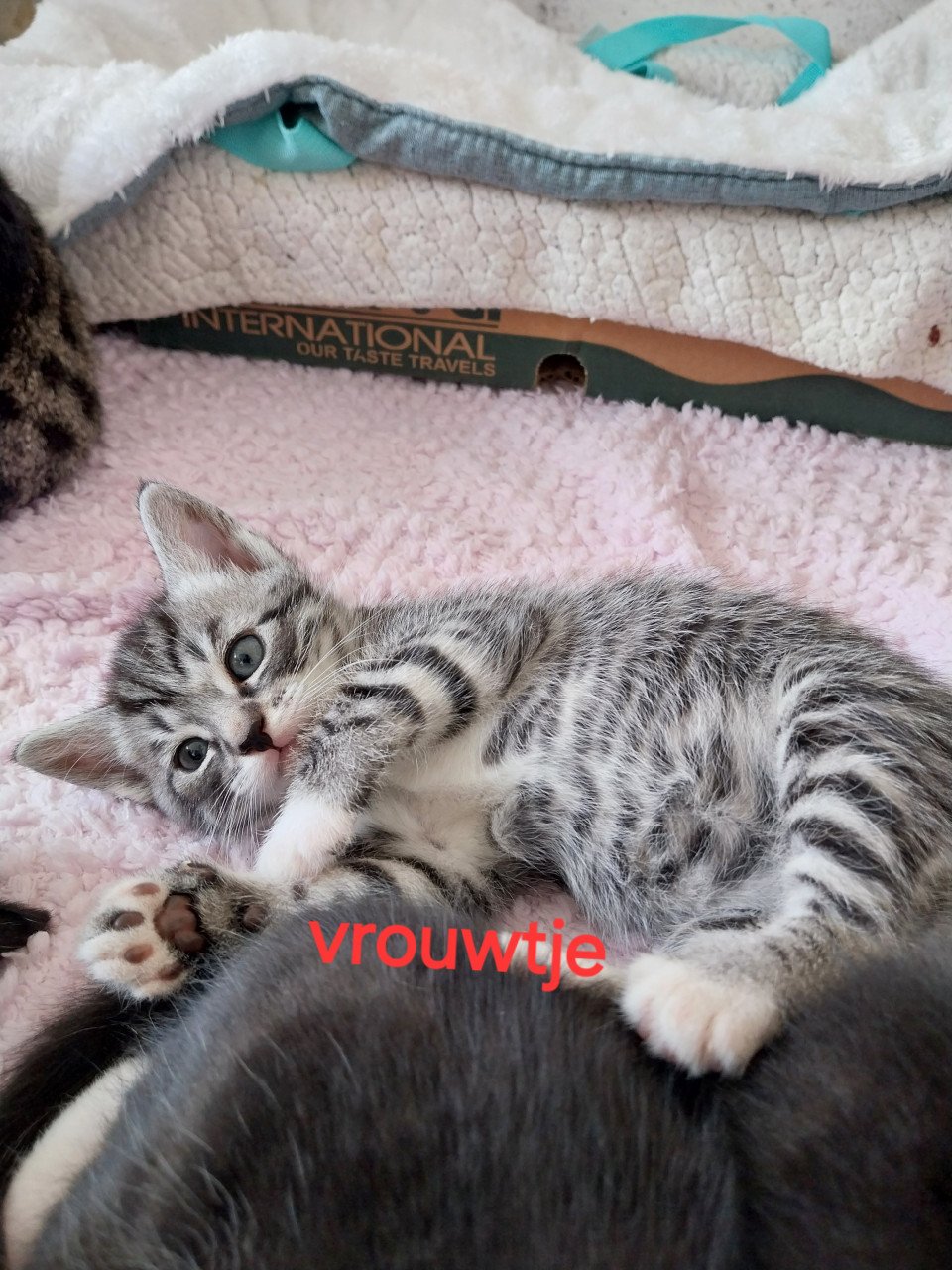 Lieve kittens te koop!
