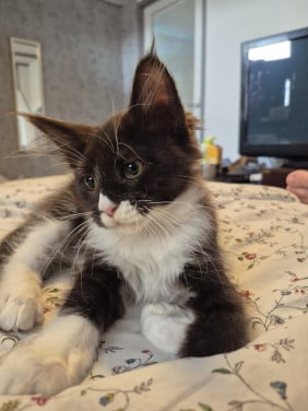 Maine coon katertje met stamboom mag verhuizen