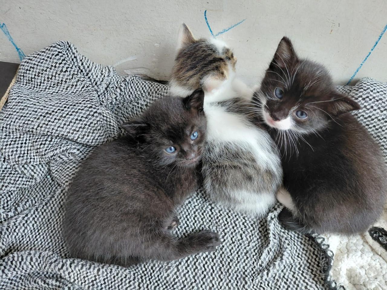 2 leuke katertjes te koop