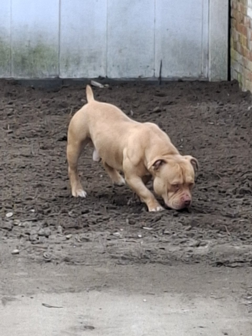 Micro american bully