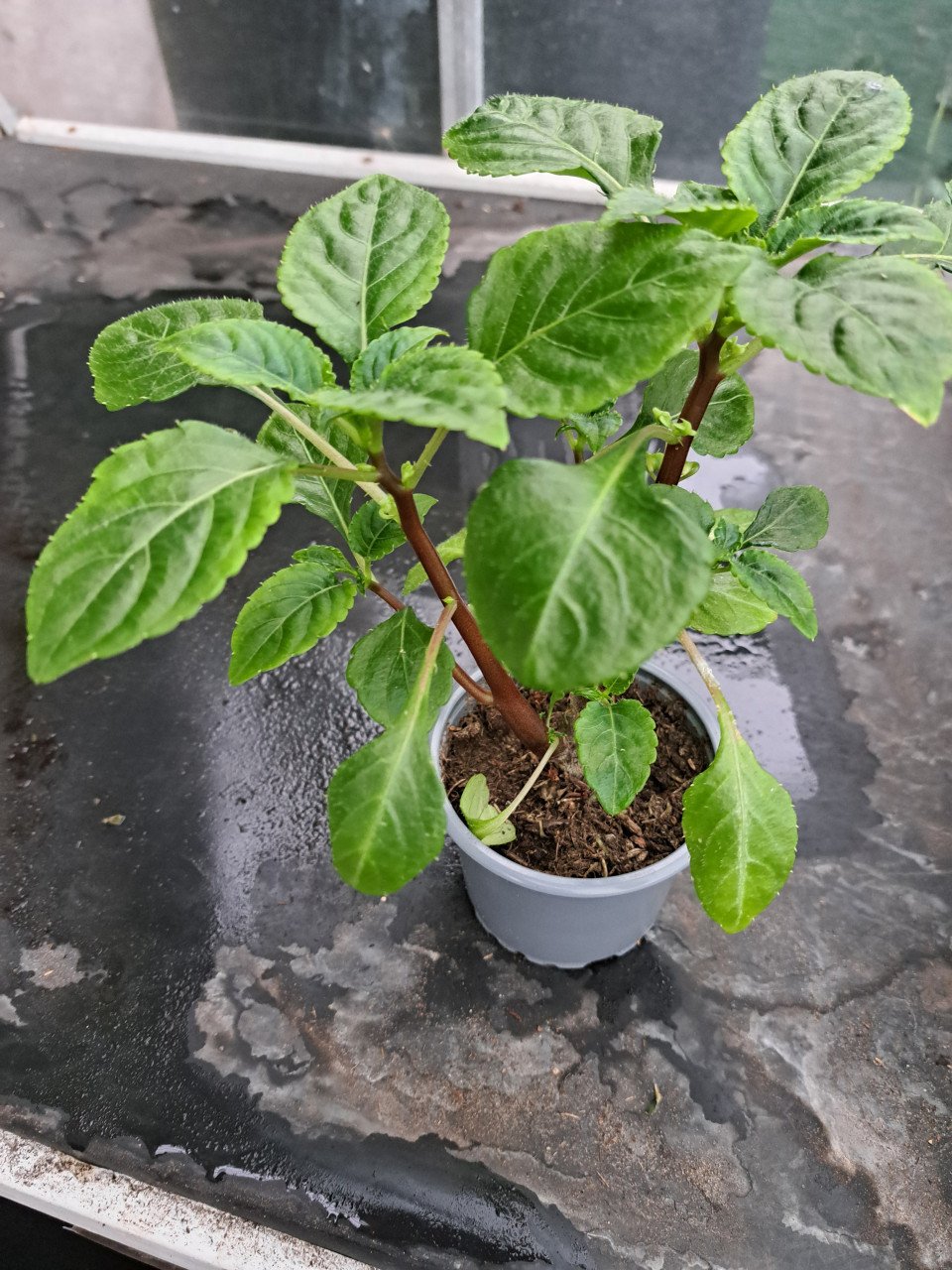 VERSCHILLENDE TUINPLANTEN