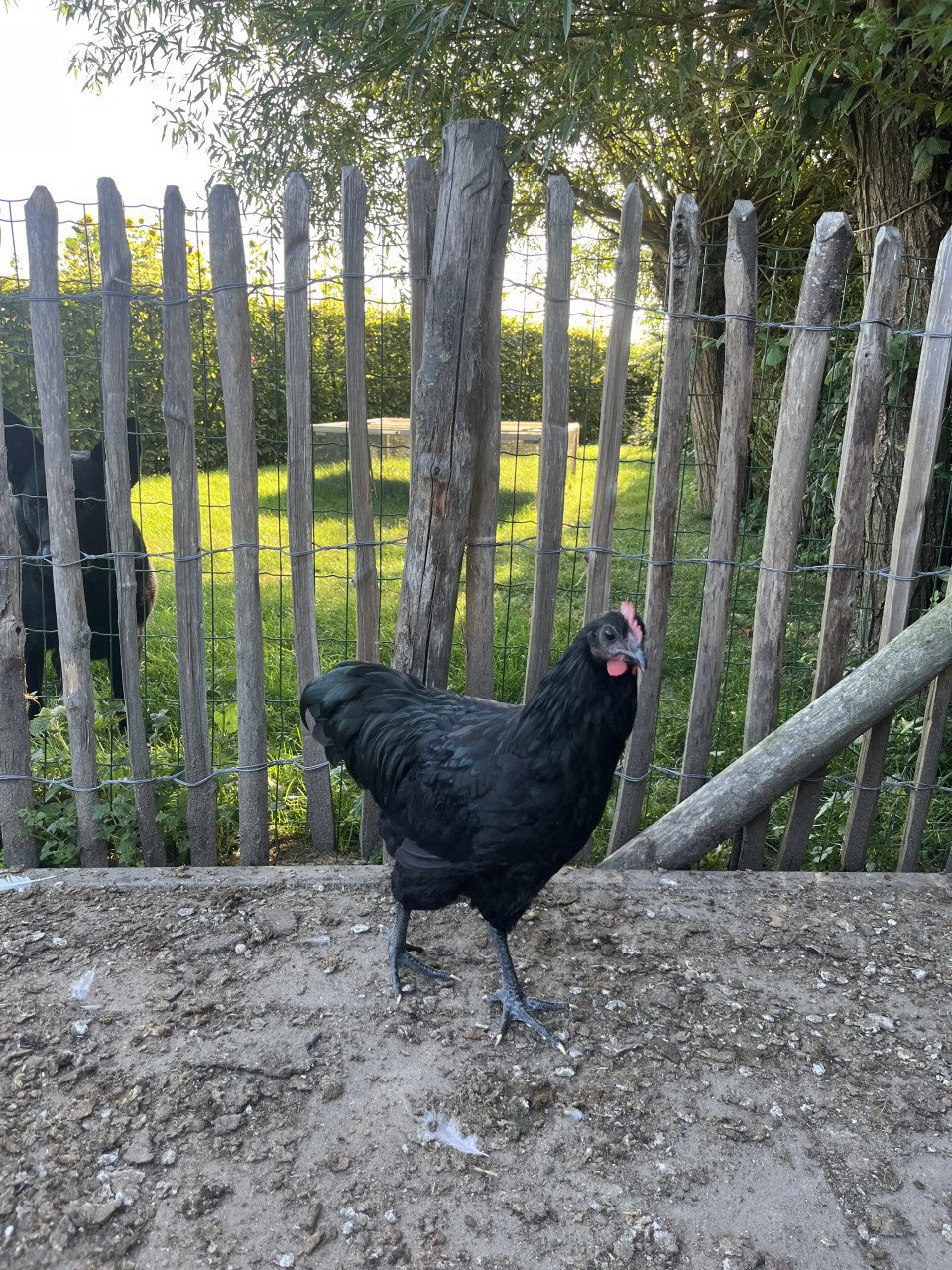 Australorp hanen wit/grijs en zwart