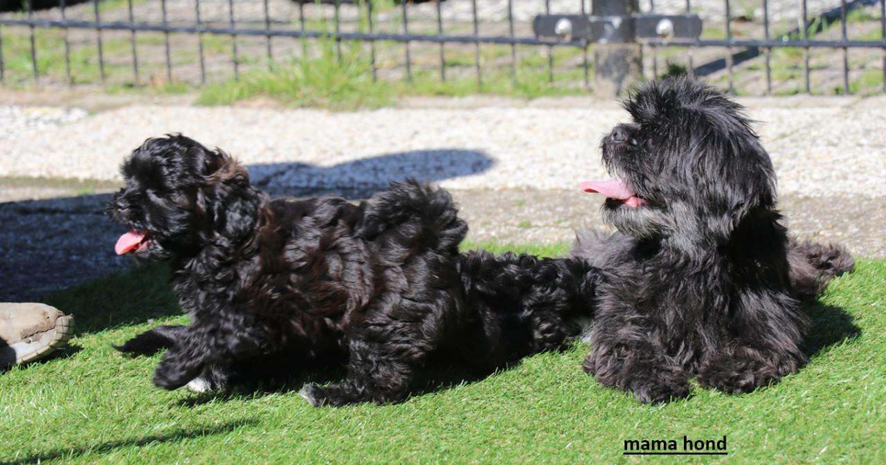 Shihpoo pups mogen het nestje verlaten