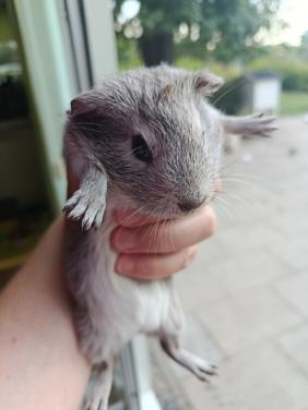 Cavia's te koop