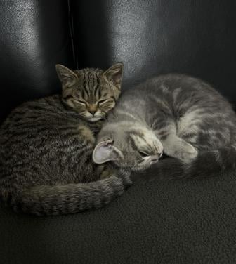 2 lieve kittens