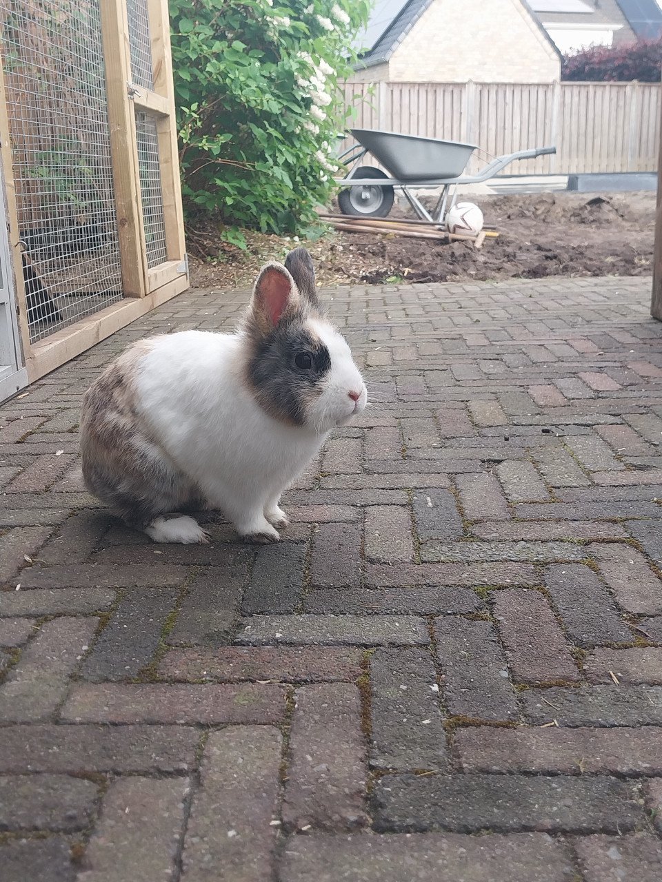 Mannetjes konijn