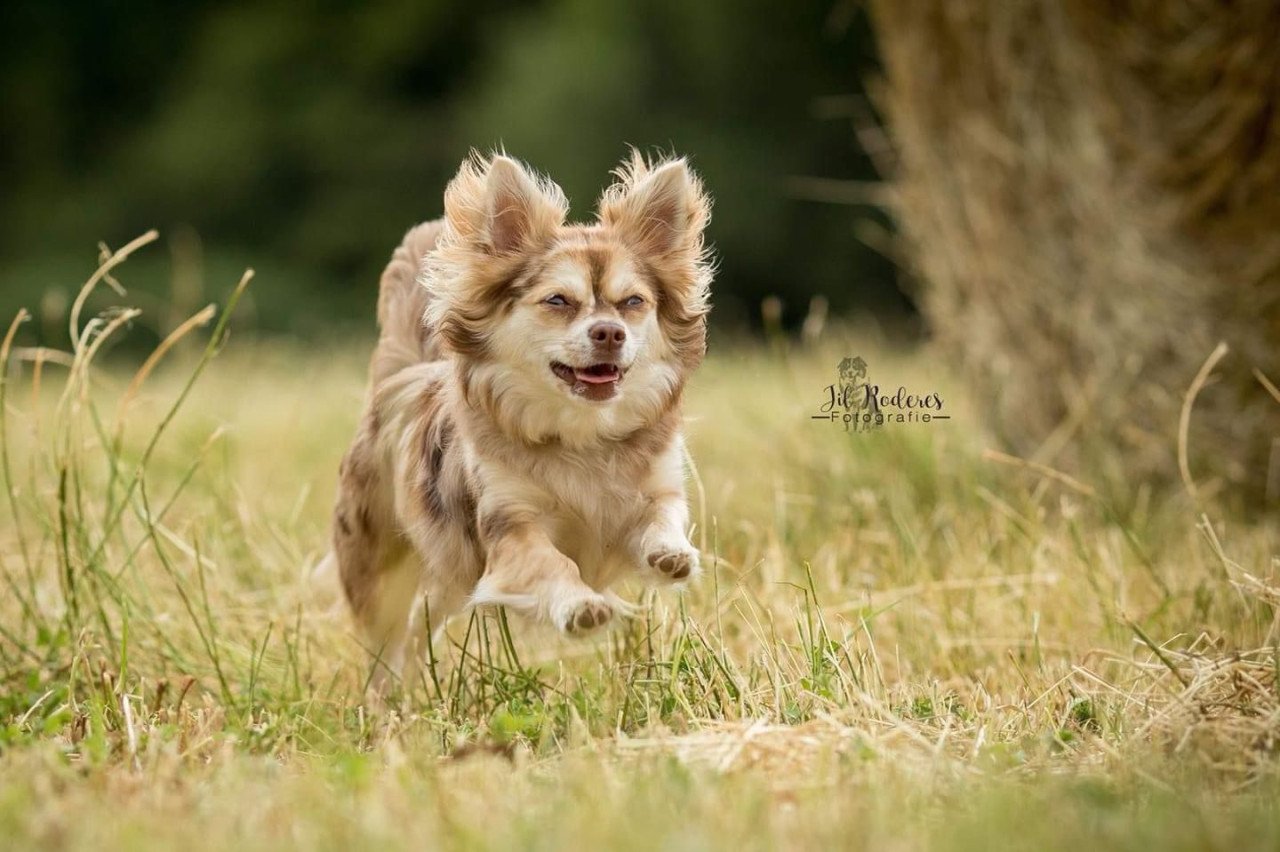 Lieve chihuahua tekoop aangeboden