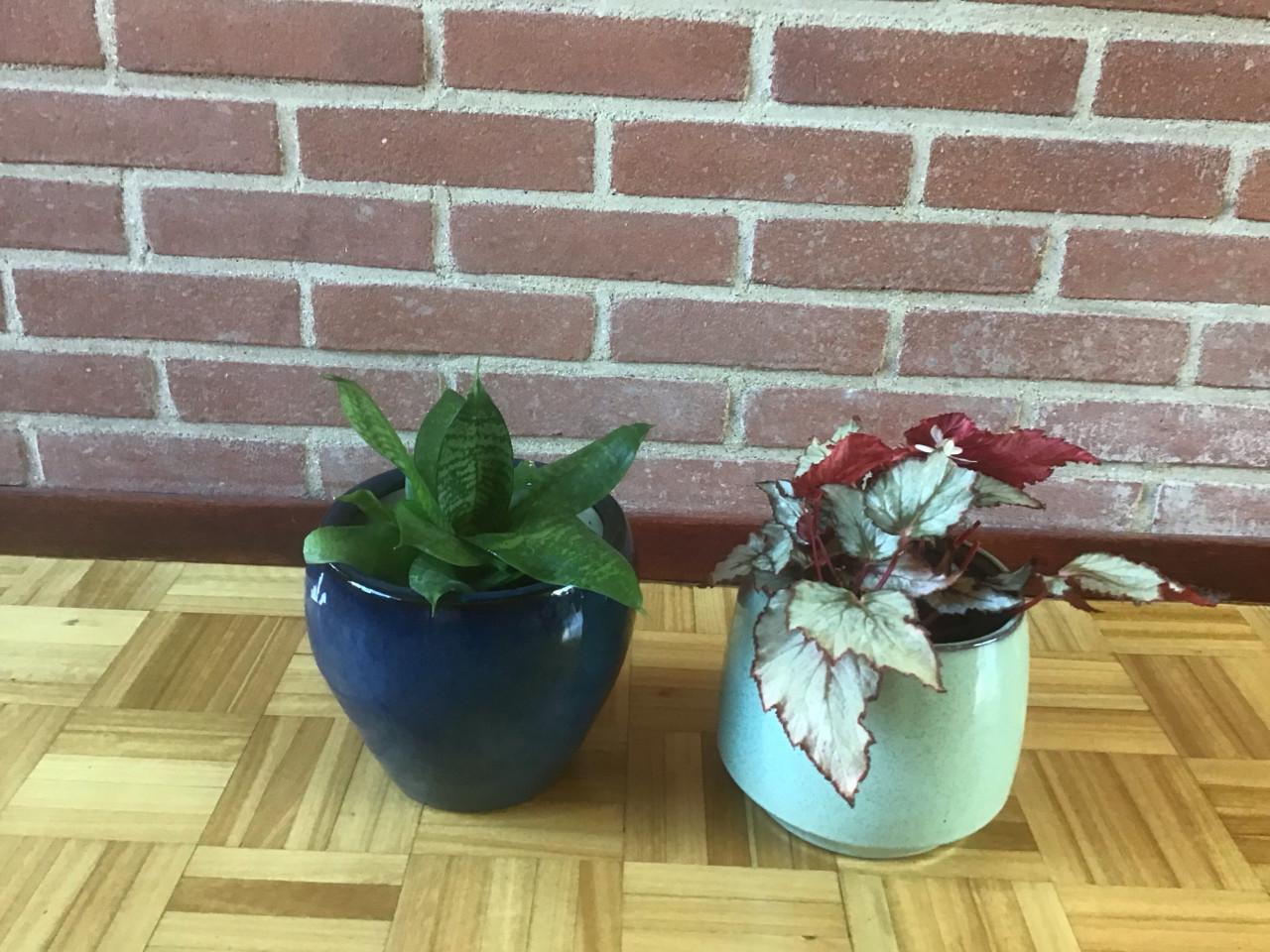 2 mooie kamerplanten