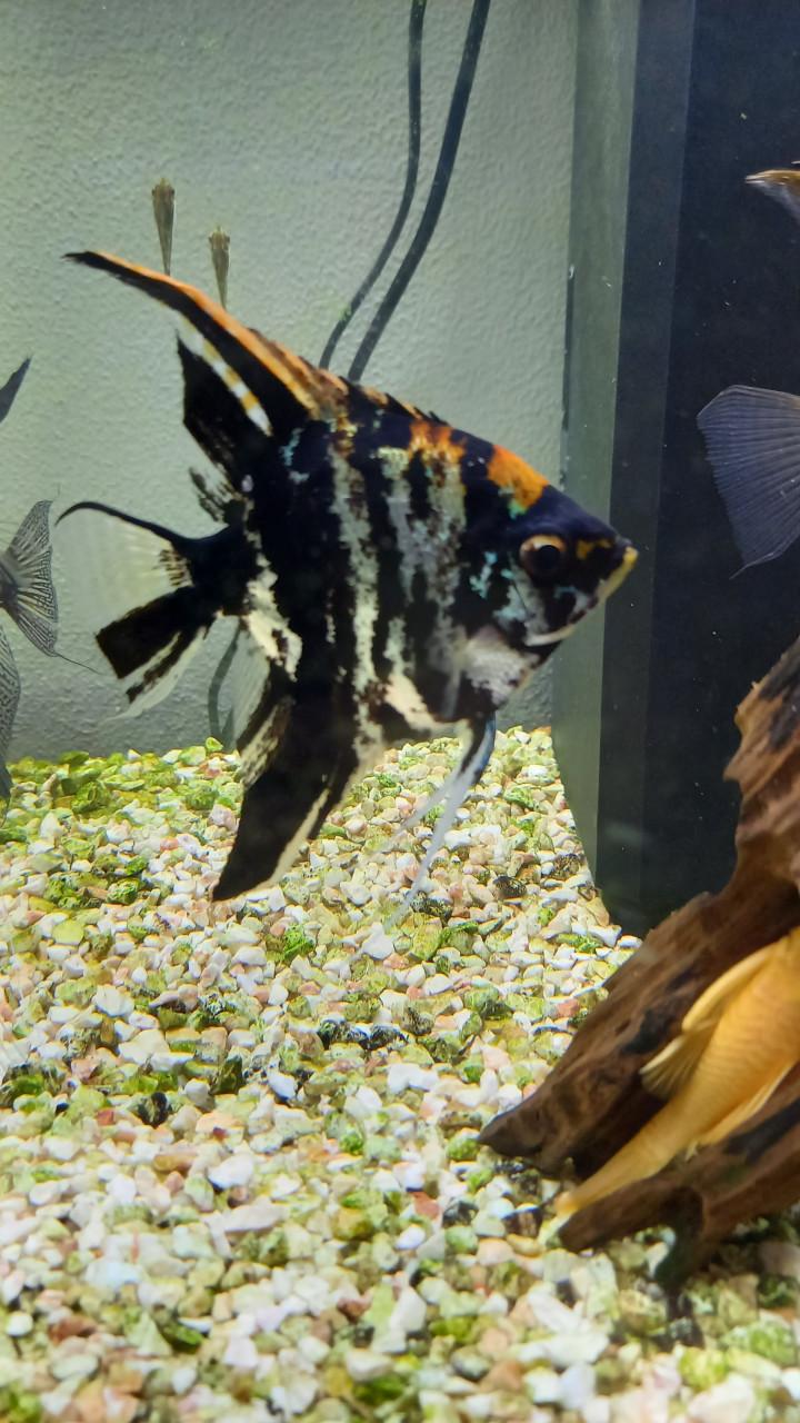 Aquarium + Maanvissen