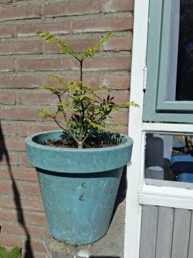 Jonge Vleugelnootboom