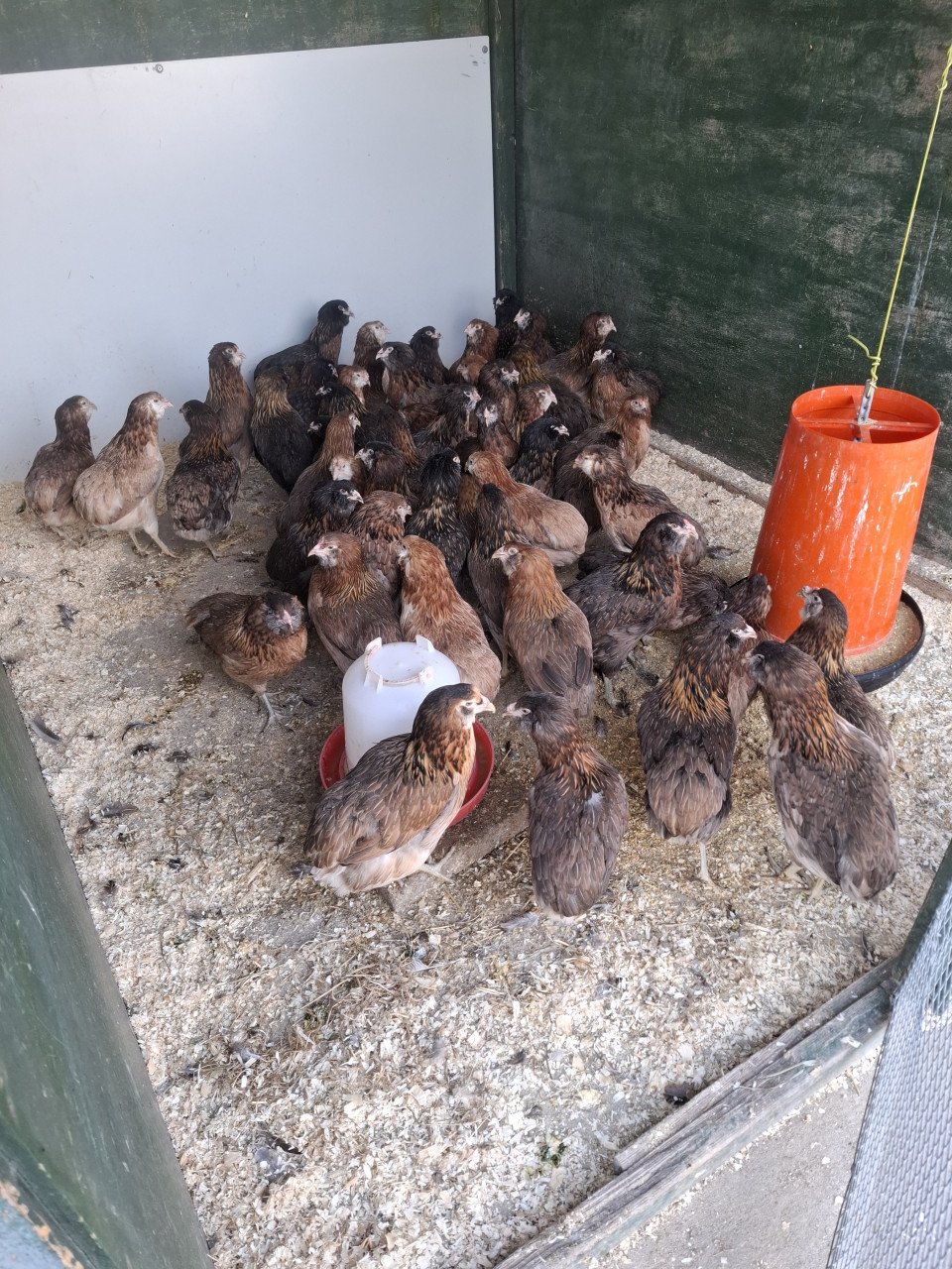 Araucana en groenleggers voor groene eieren