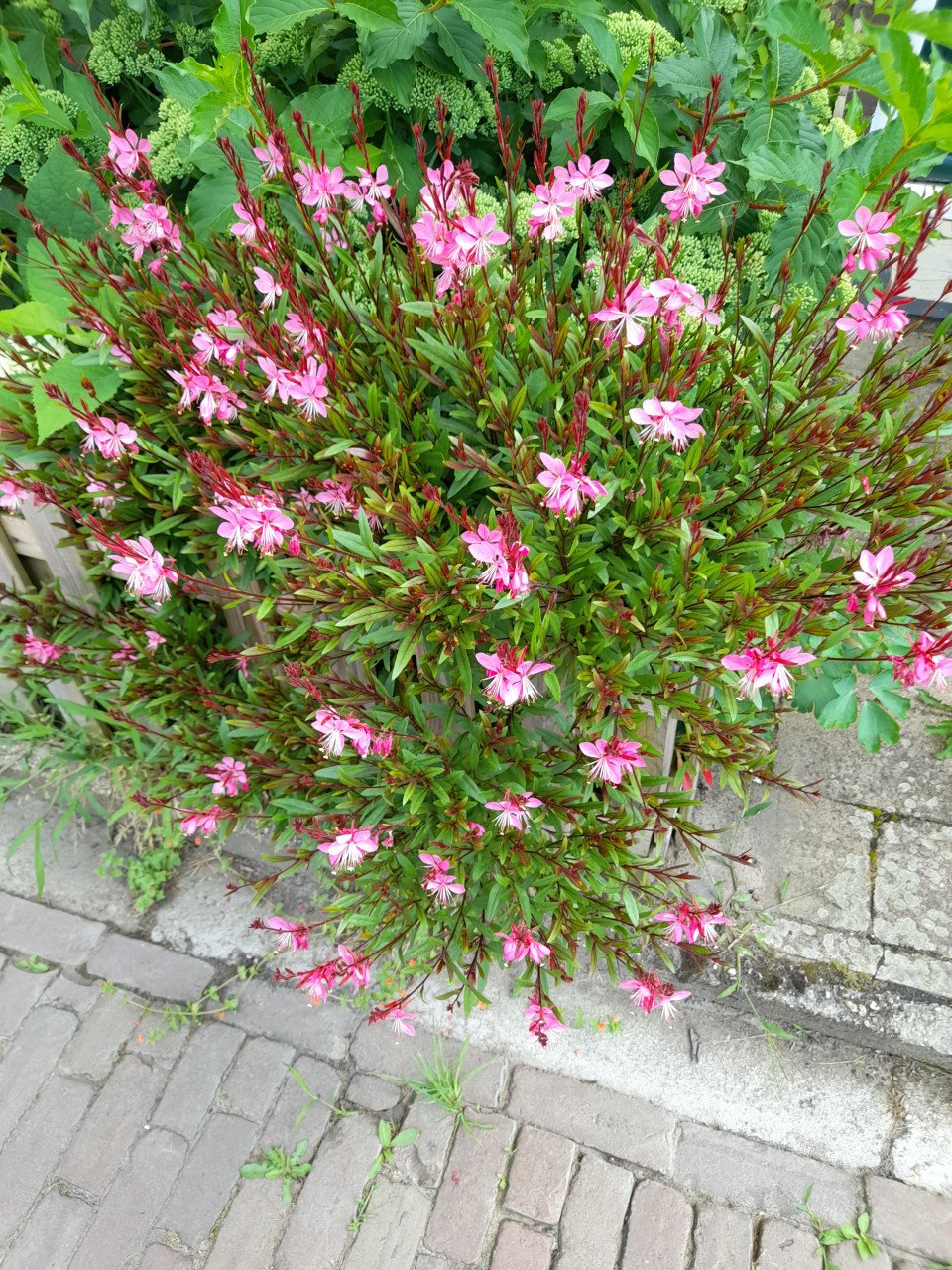 Gaura Lindheimeri/prachtkaars rood