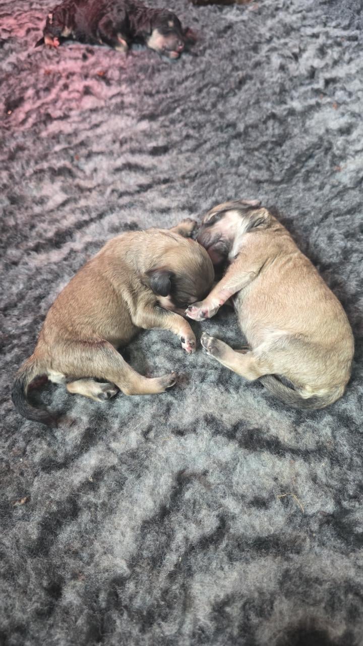 Mooie labradoodles puppies