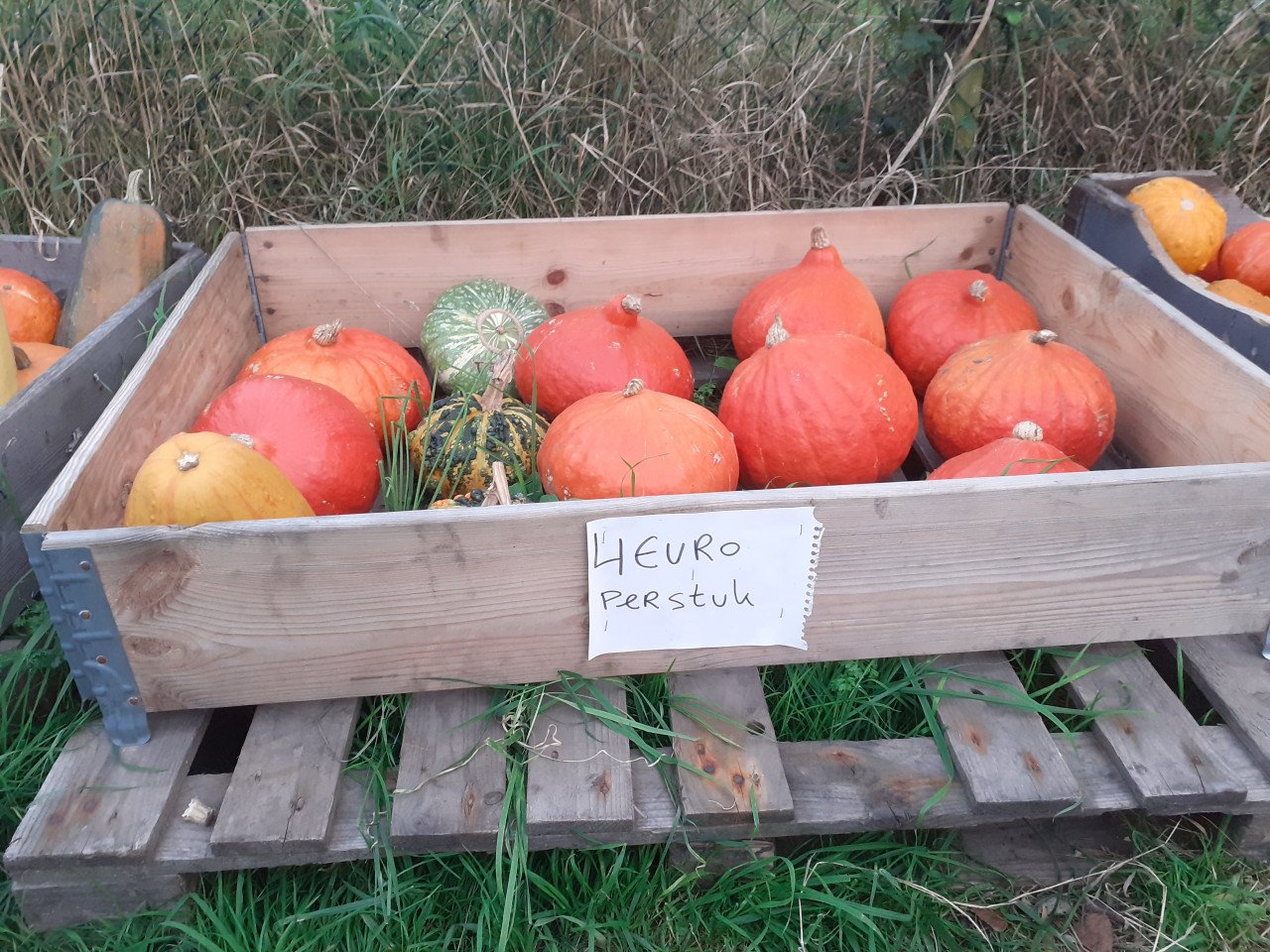 Bio pompoenen te koop