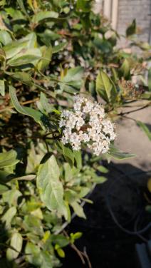 Gratis Viburnum plant