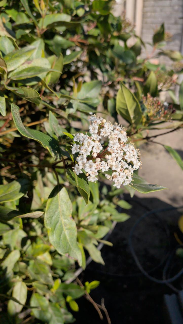 Gratis Viburnum plant