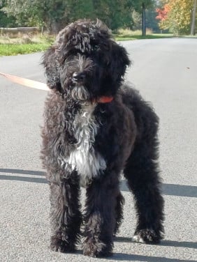 Labradoodle teefje