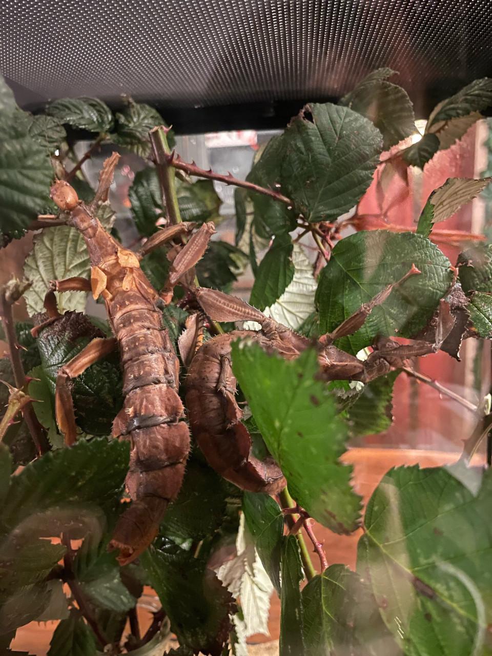 Australische flappentak