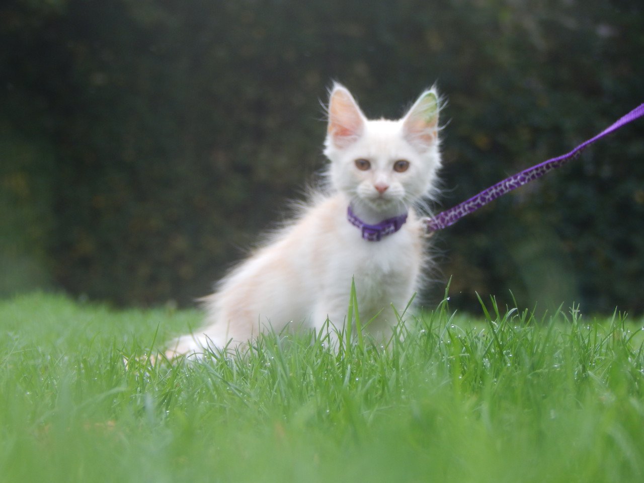 4 maine coon katertjes met stamboom