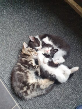 Kittens kitten poes poesjes kat katjes kattin kater