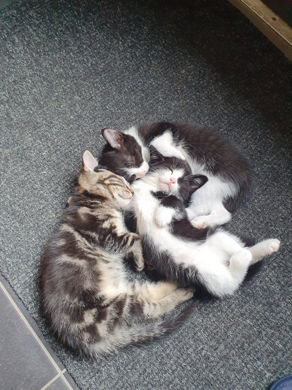 Kittens kitten poes poesjes kat katjes kattin kater