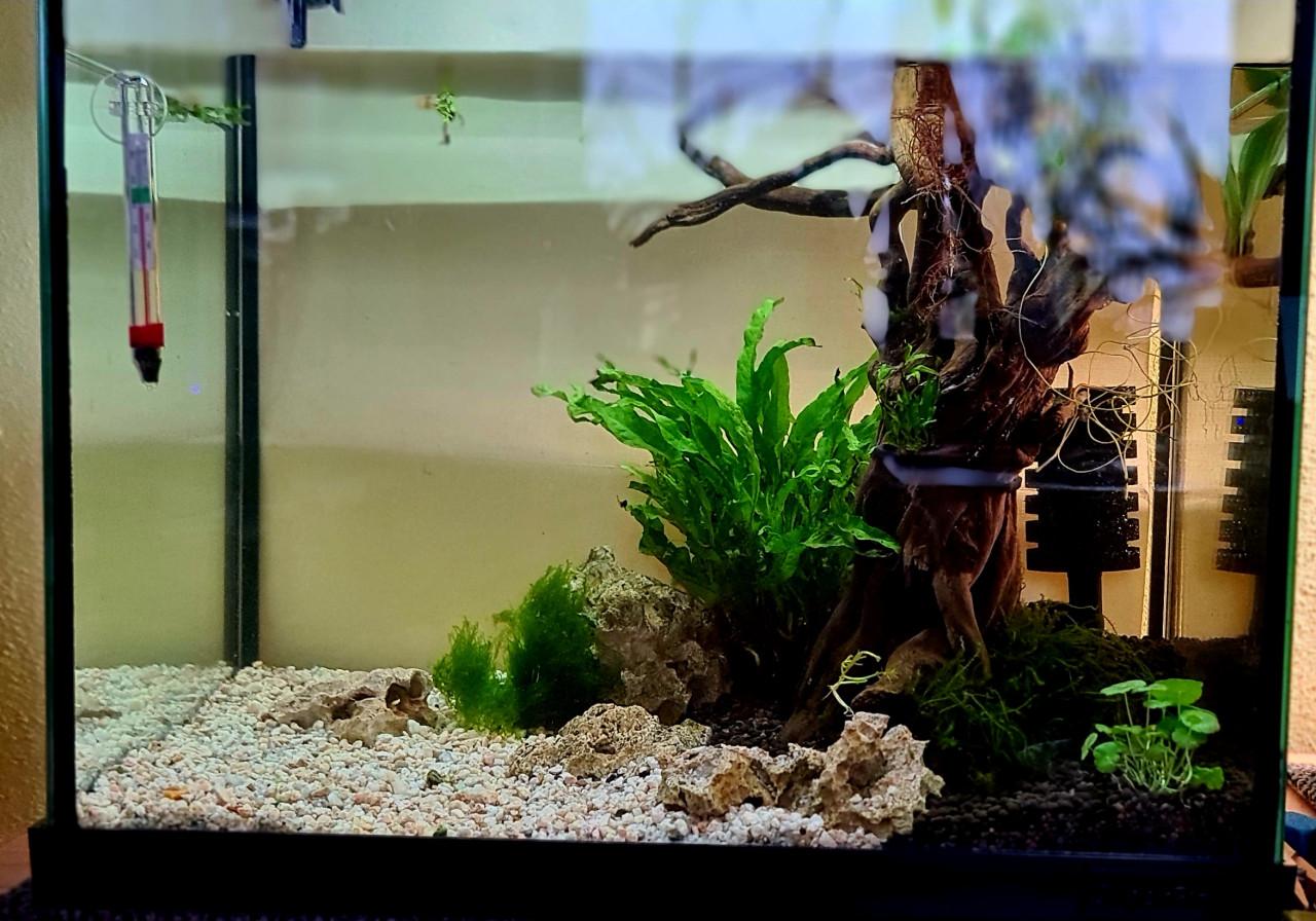 Aquarium 40 x 40 x 35 cm.