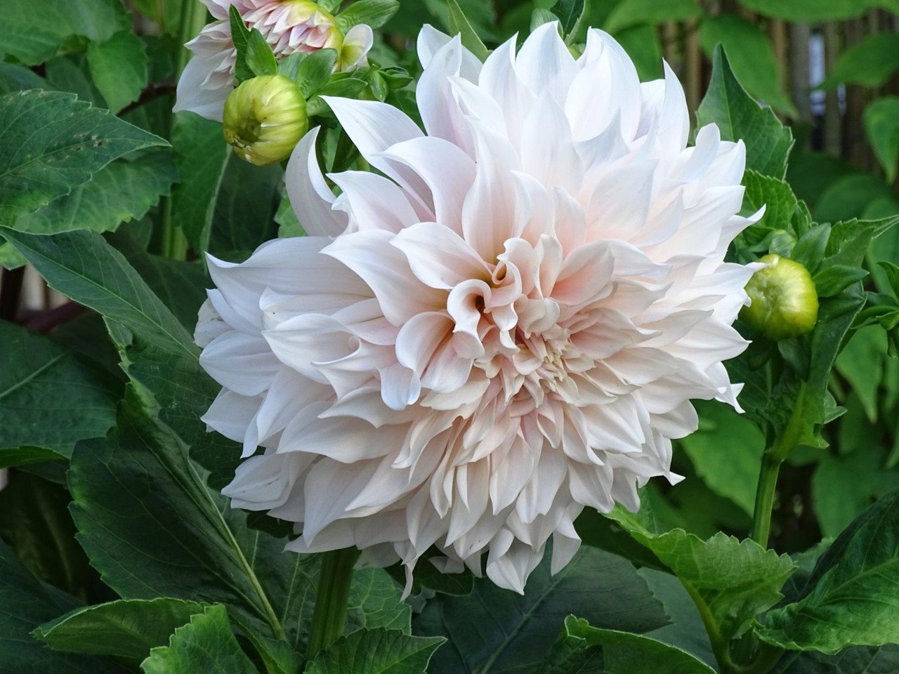 'Mooie Dahlia's te koop in 3 liter pot ! Diverse kleuren aangeboden.