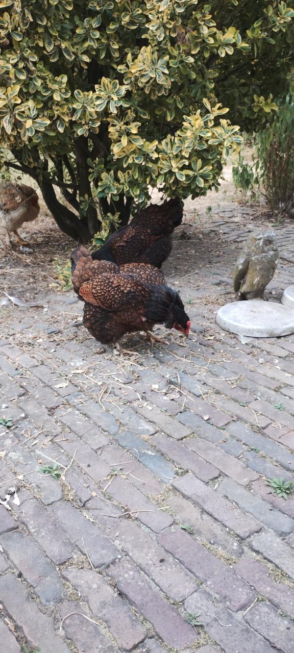 Goed huis gezocht voor kippen