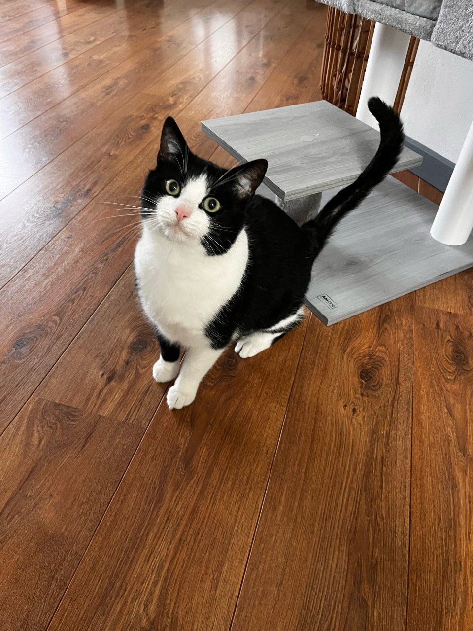 Felix de kat