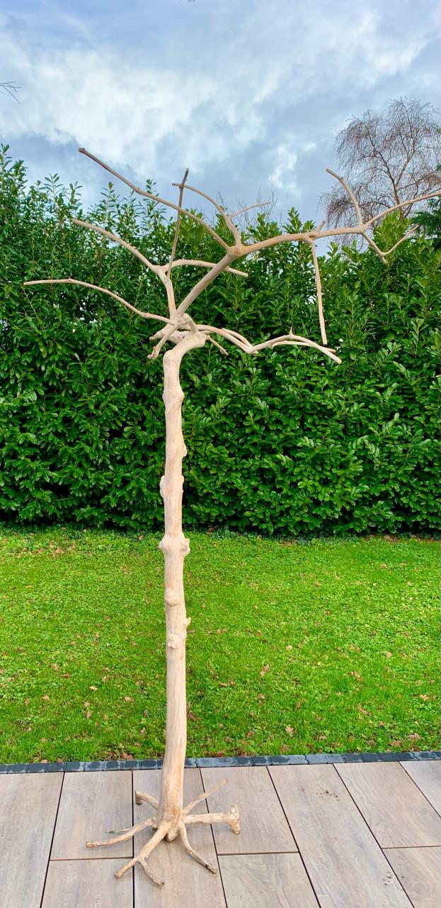 Java boom 250 cm hoog