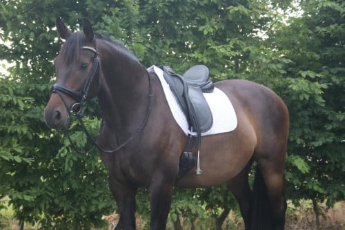 Te koop: merrie – 8 jaar –165cm