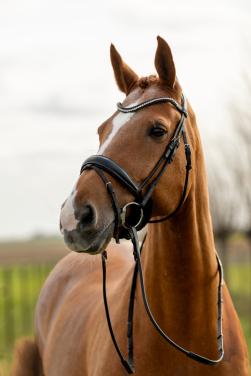 Talentvolle vos ruin (2009)