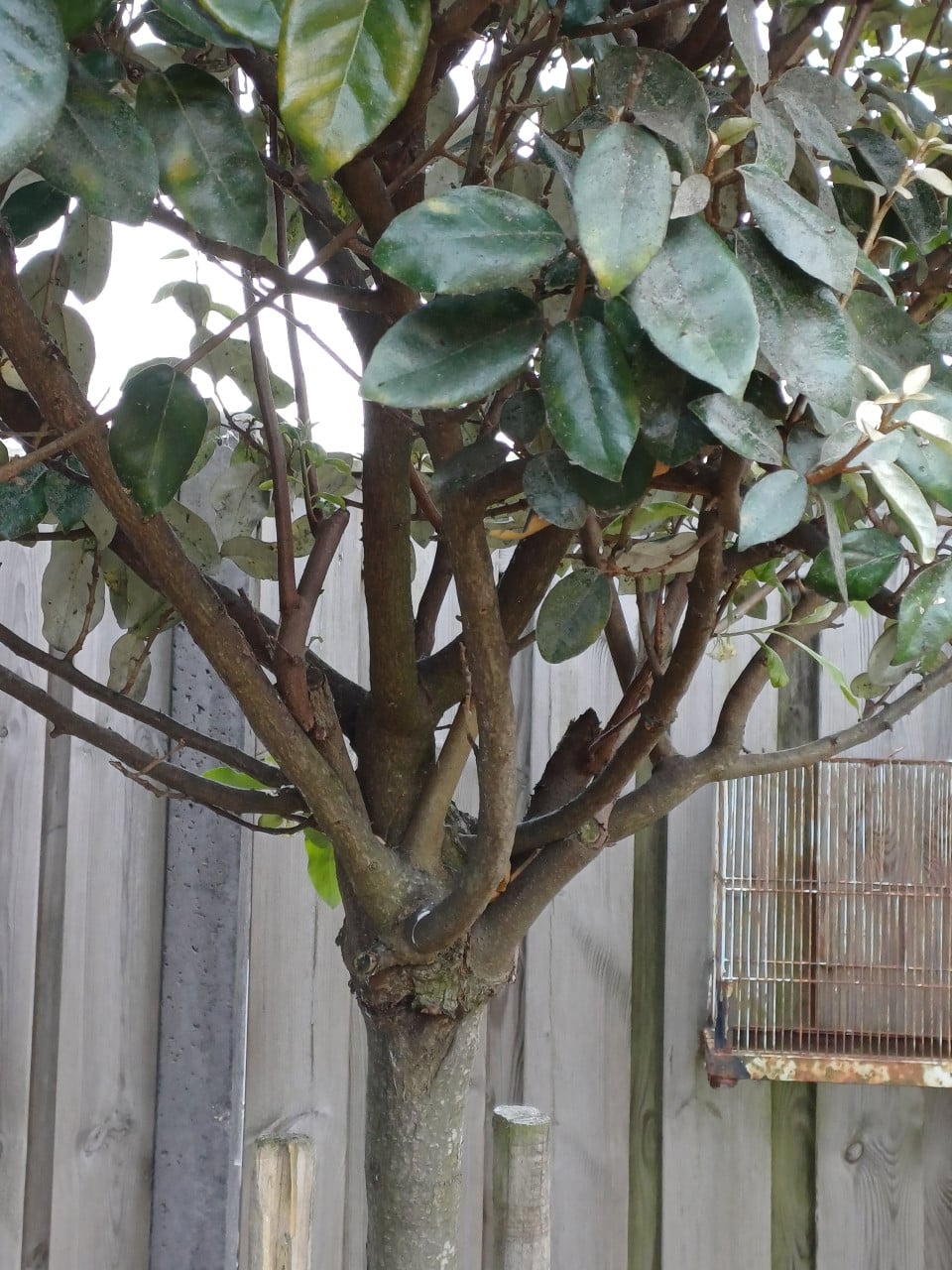 2 x Elaeagnus ebbing