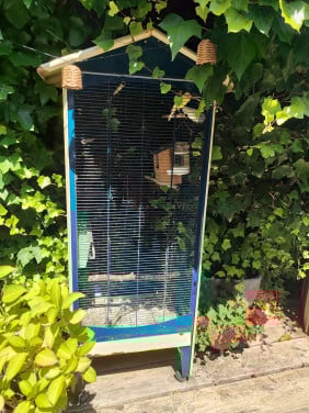 Vogelkooi incl zingende kanarie
