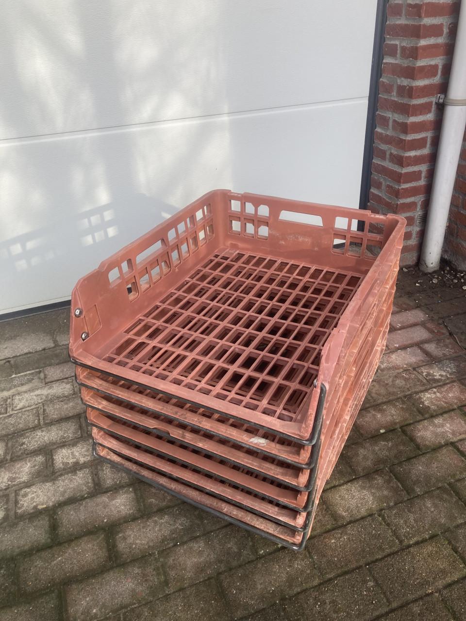 Broodkratten ook grotere aantallen