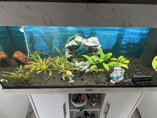 Juwel 180 liter aquarium