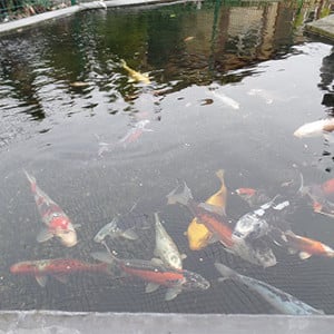 Pure pond bomb helder water schoon snel