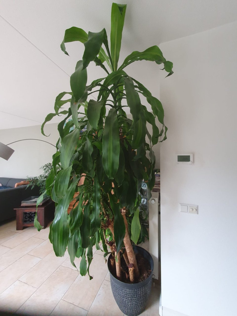 Te koop: Dracaena plant incl. sierpot – 3 meter hoog