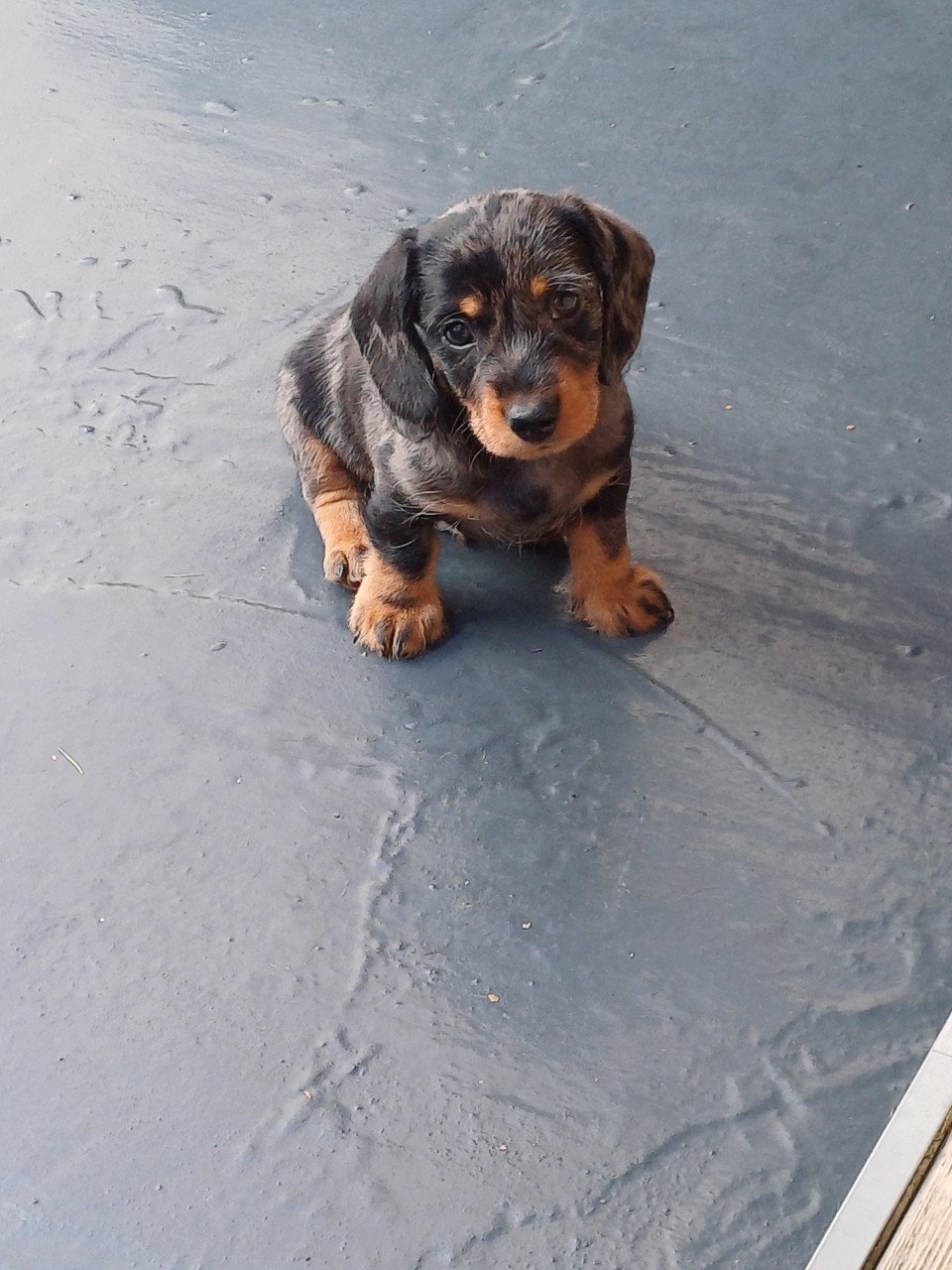 Super vrolijke Dwerg Teckel pups