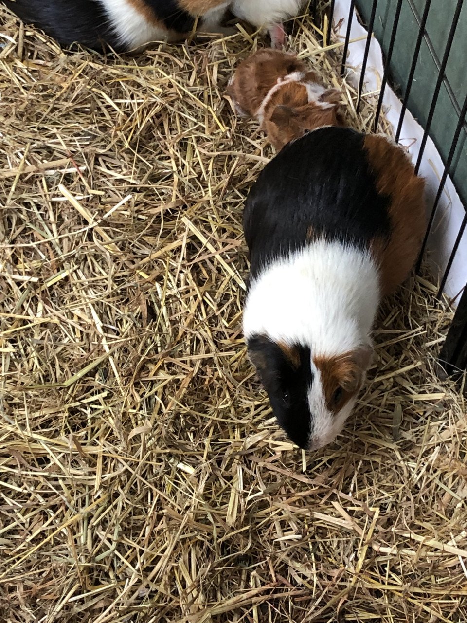 Knappe baby cavia’s