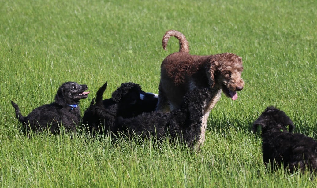 Labradoodle pups beschikbaar
