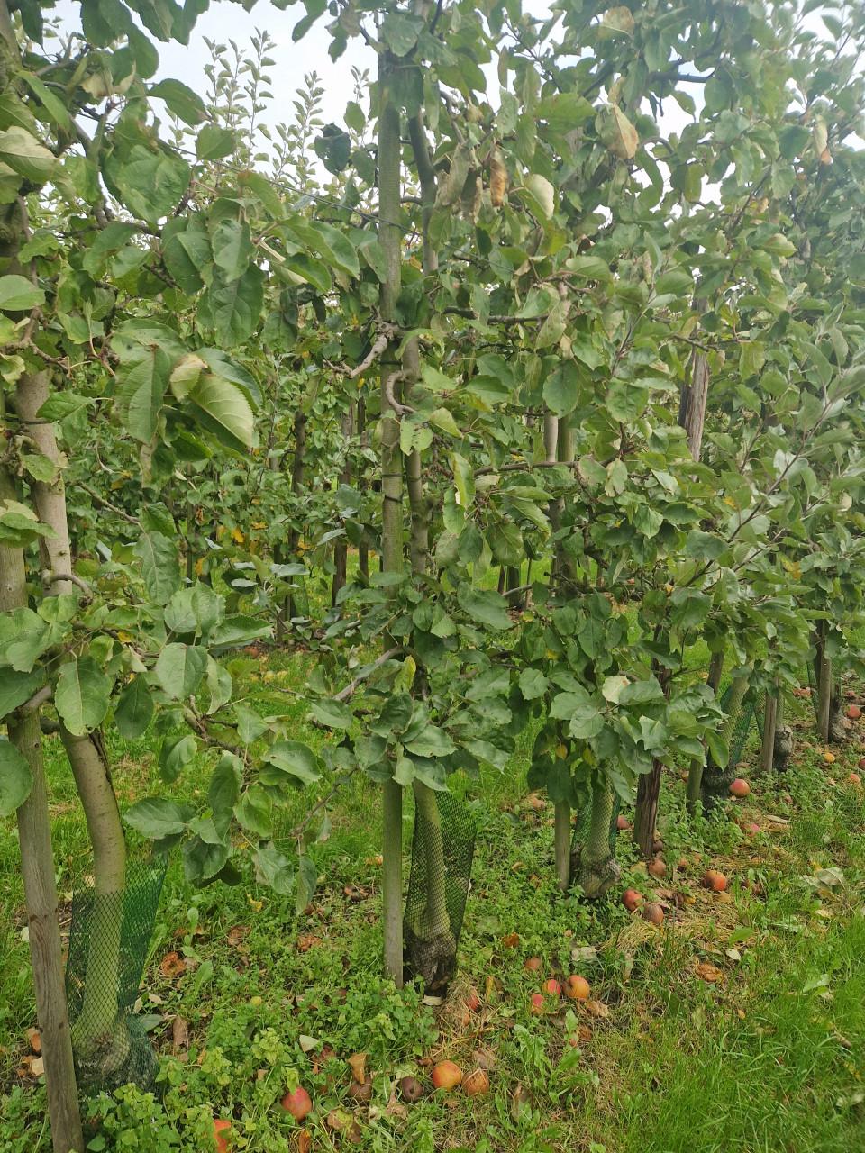 Openhaardhout