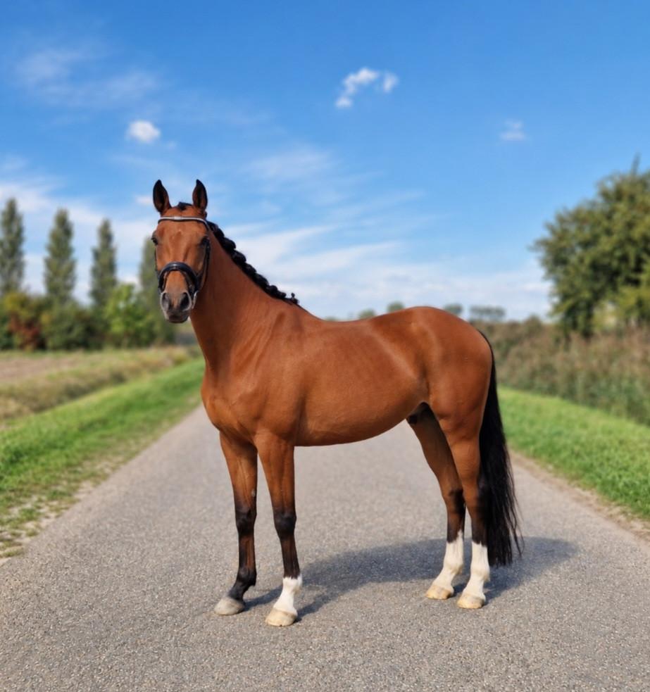Lieve zangersheide