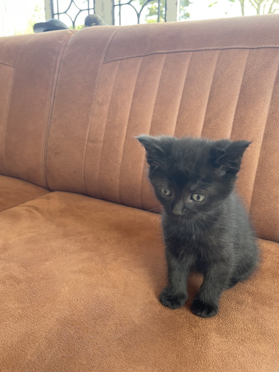 Kittens