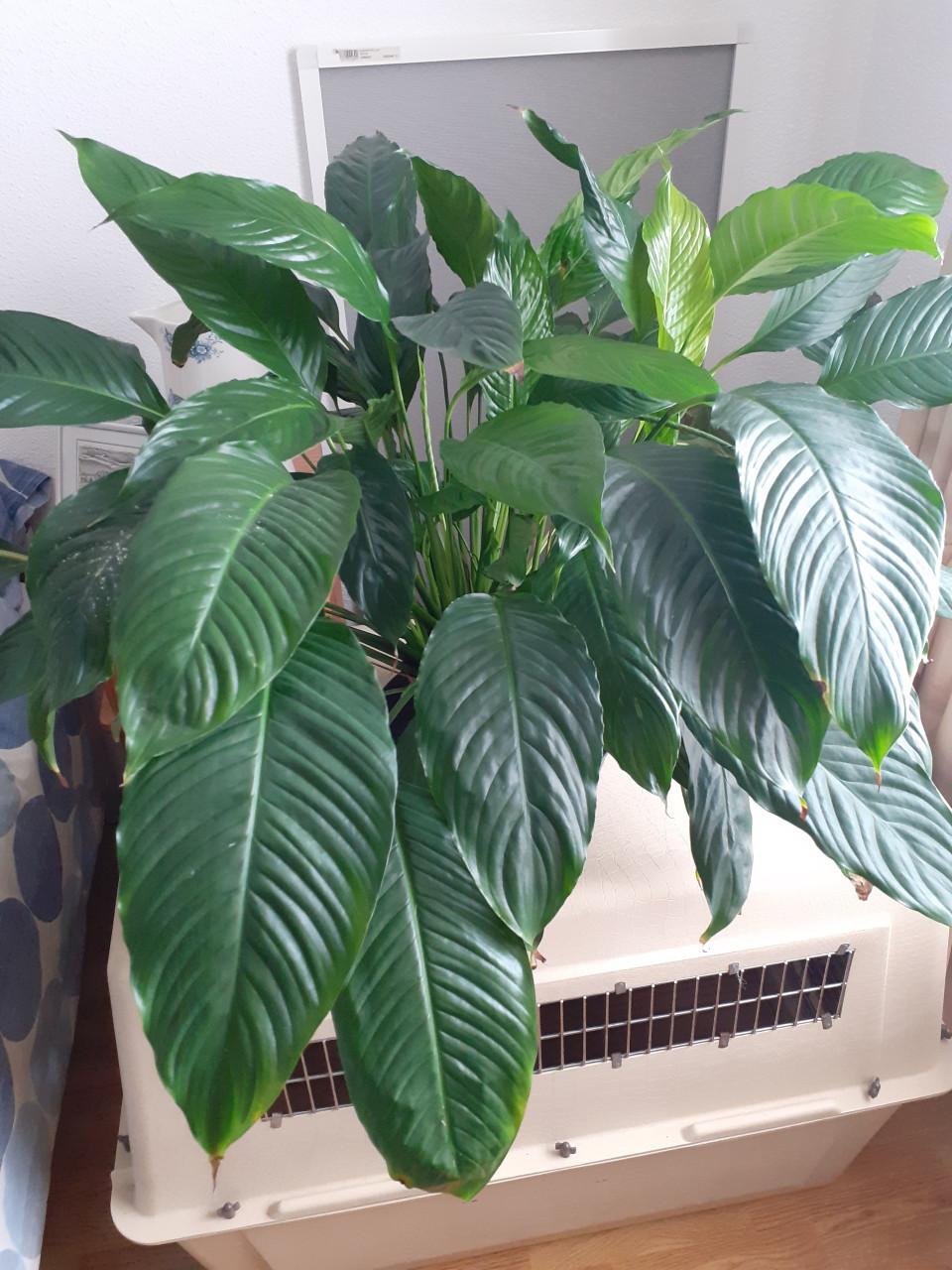 Spatifilium kamerplant