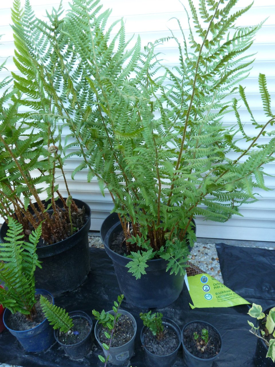 OPRUIMING VASTE PLANTEN