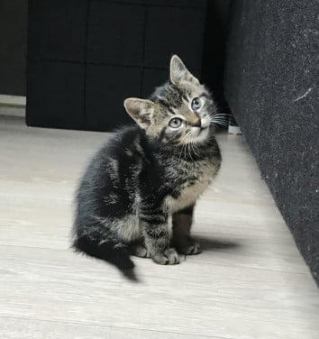 Kittens zoeken gouden mandje!